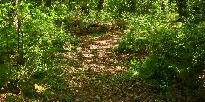Rénovation de la fenêtre – Nettoyage – création d'un chemin
