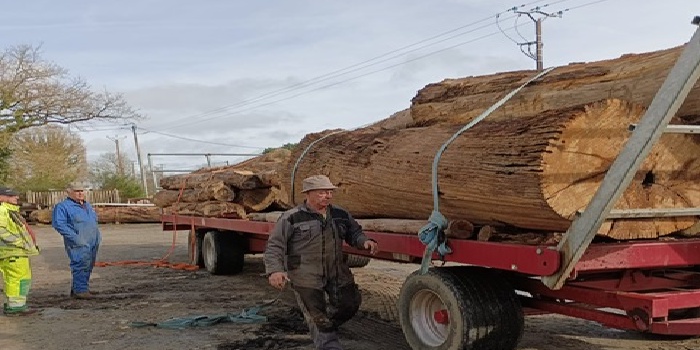 Dons de troncs d'arbres