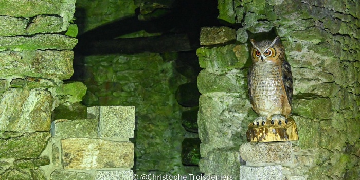 La ronde des Crapados